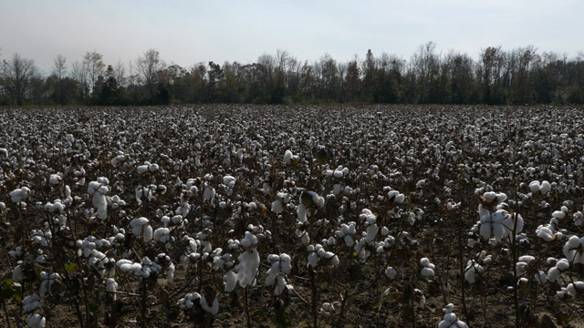 A present-day cotton field near Tallahassee, FL
Source: B-Roll footage